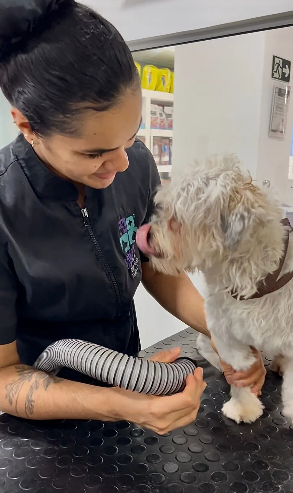 Shih Tzu com tosa na CIMEV Betim